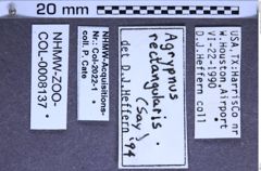 Etikette zu Agrypnus rectangularis (Say, 1825) (NHMW-ZOO-COL-0008137)